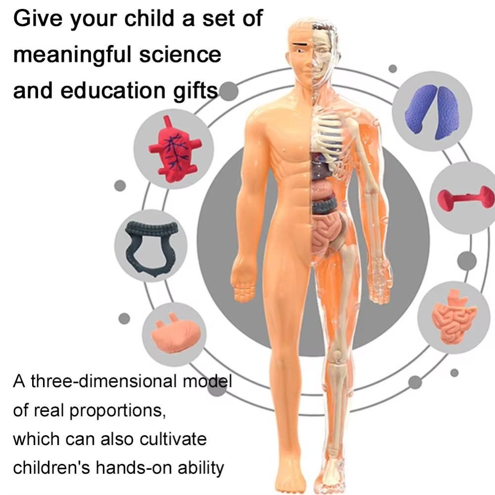 Science Nature - Plastics 3d Human Torso Model DIY
