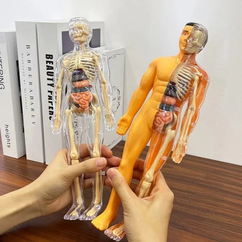 Science Nature - Human Body Torso Model Mannequin Science