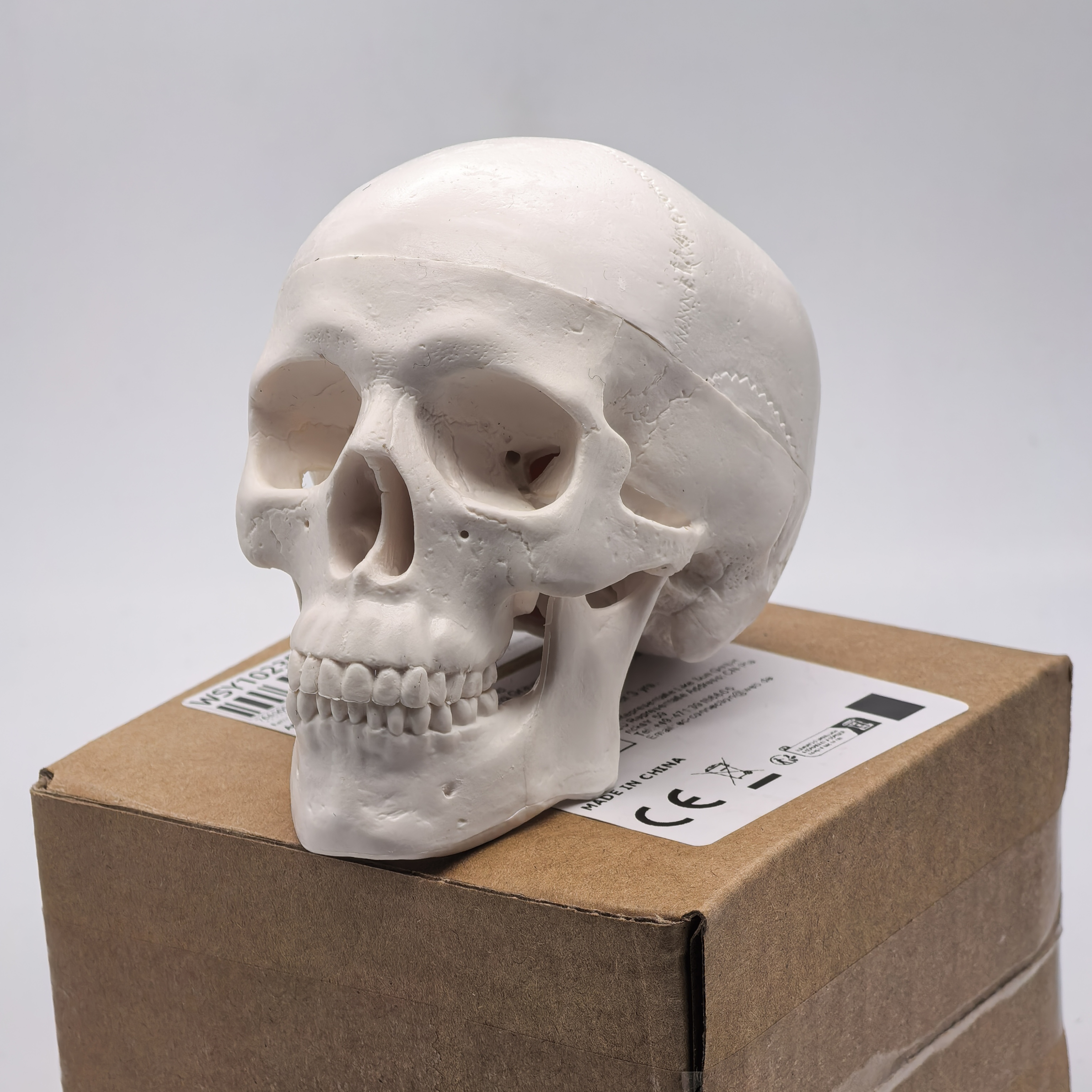 table Human Skull Model - Anat - Science For K1 incelemesi ve fiyatı