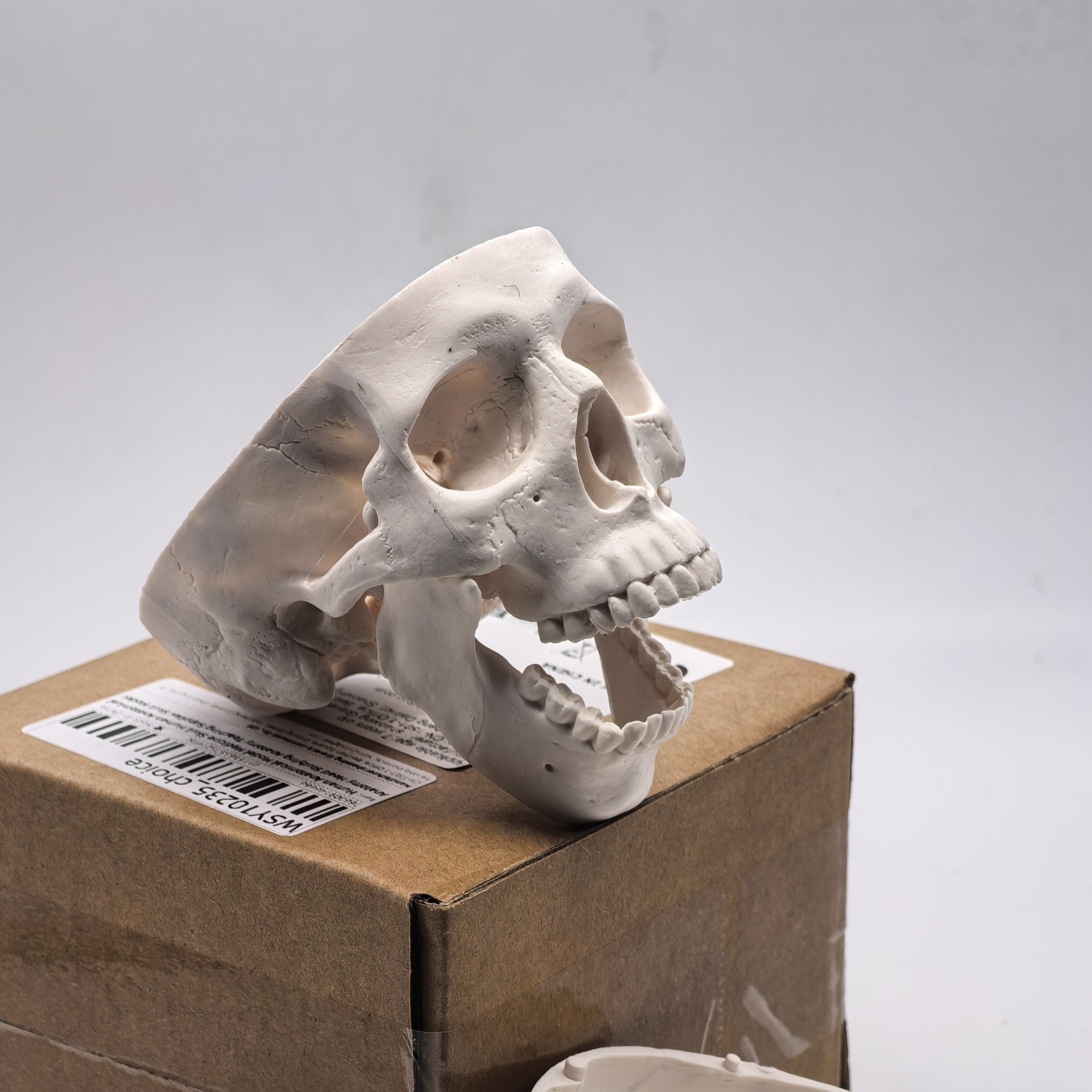 table Human Skull Model - Anat - Science For K1 incelemesi ve fiyatı