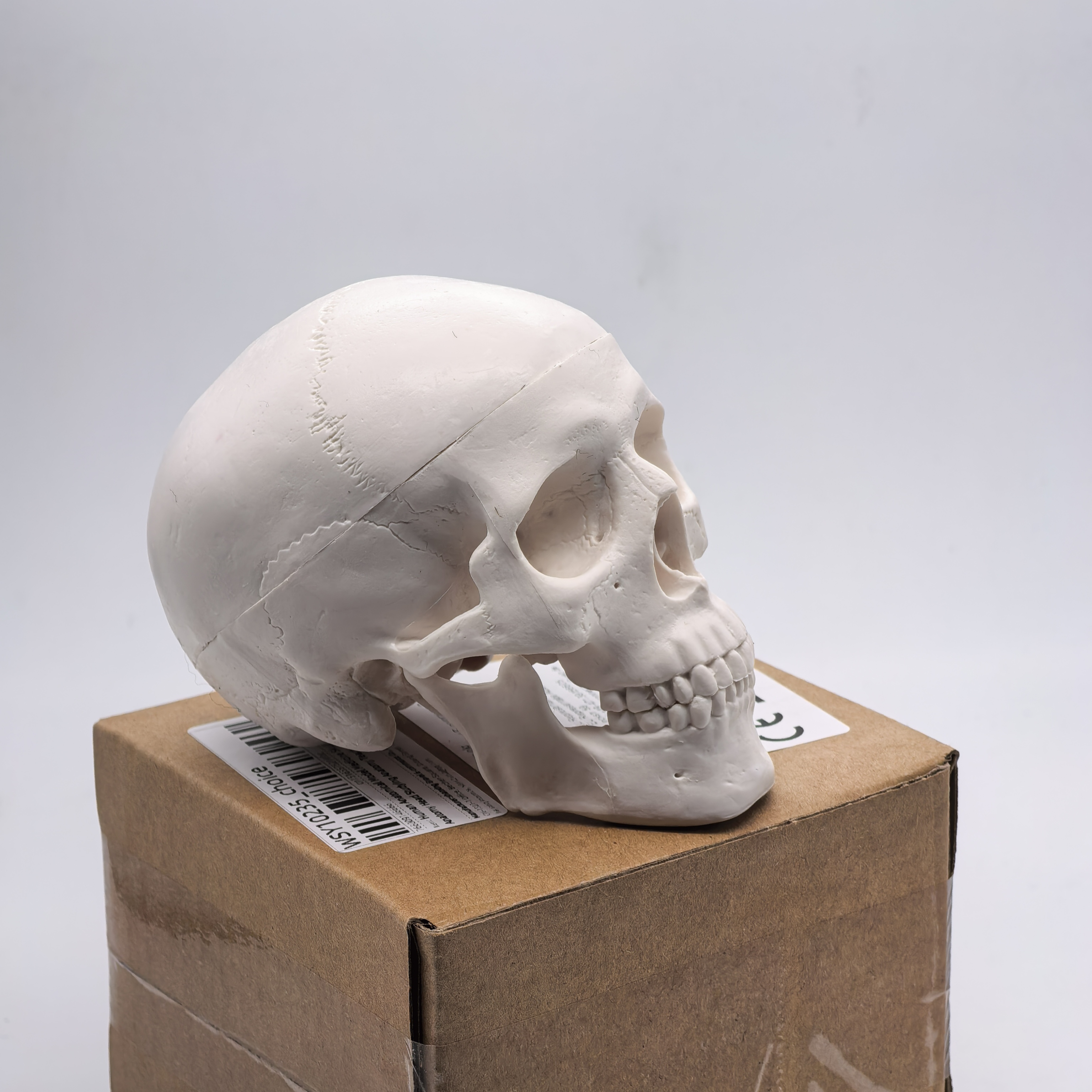 table Human Skull Model - Anat - Science For K1 incelemesi ve fiyatı