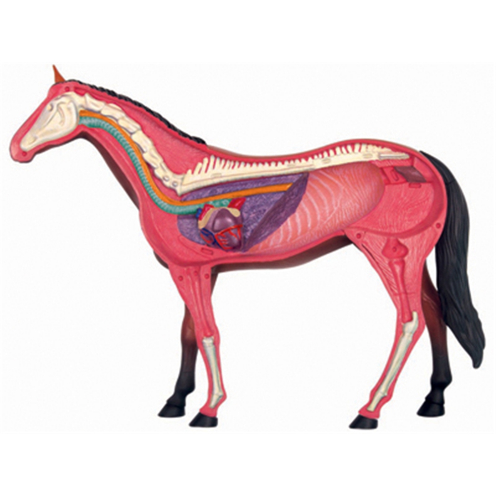 Animal Organ Anatomy Model 4D  - Science Toys incelemesi ve fiyatı