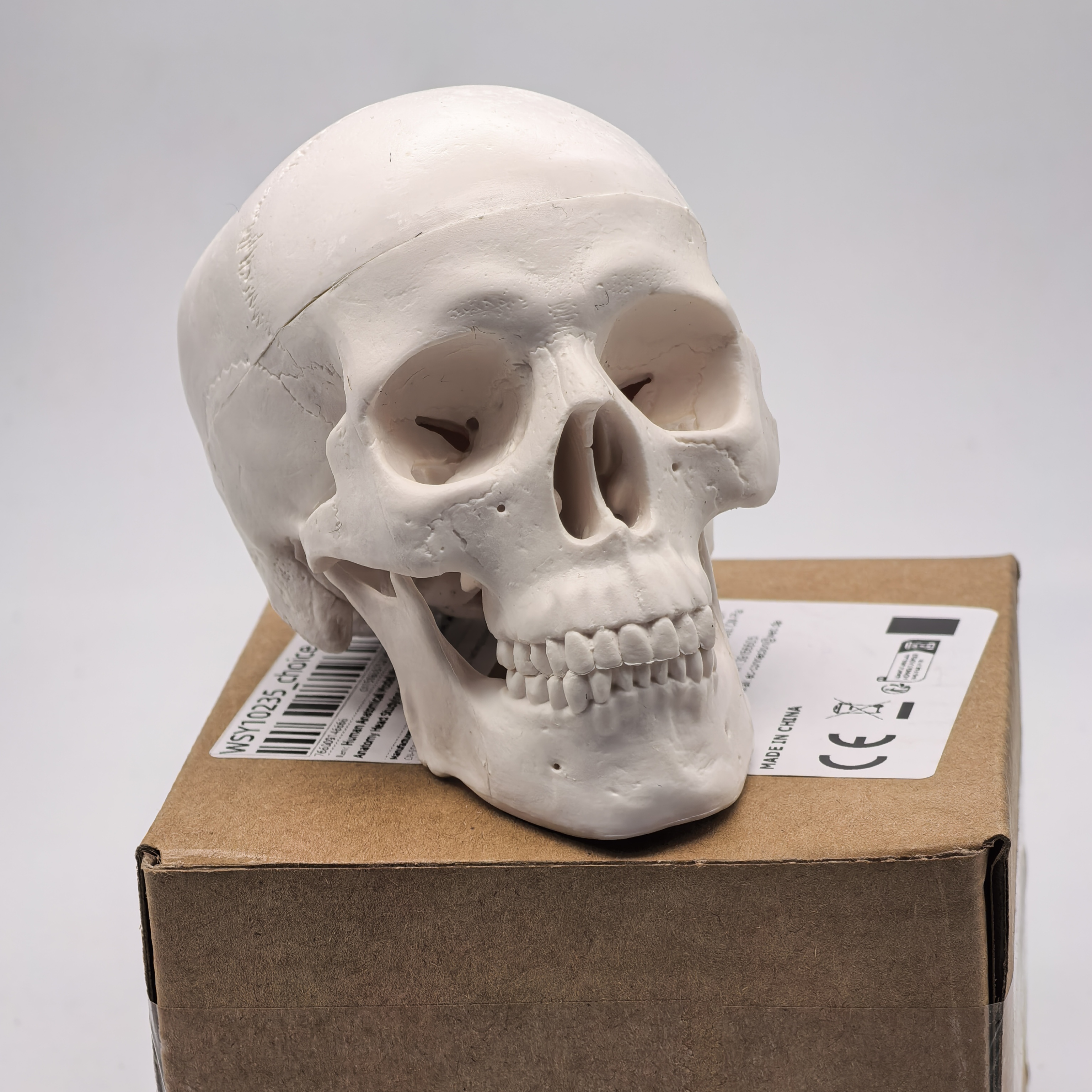 table Human Skull Model - Anat - Science For K1 incelemesi ve fiyatı