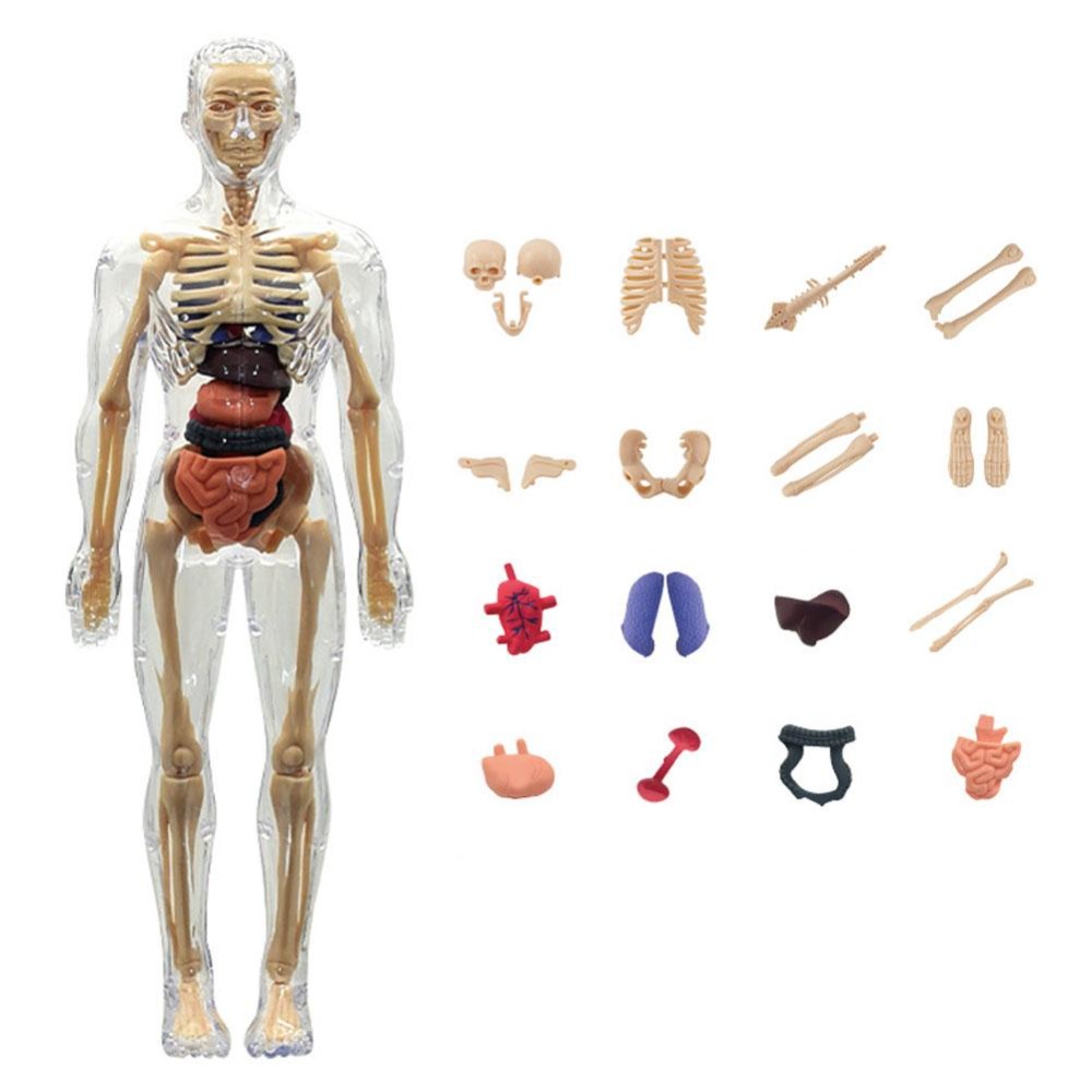 3D Human Body Anatomy Model Tw - Science Nature incelemesi ve fiyatı