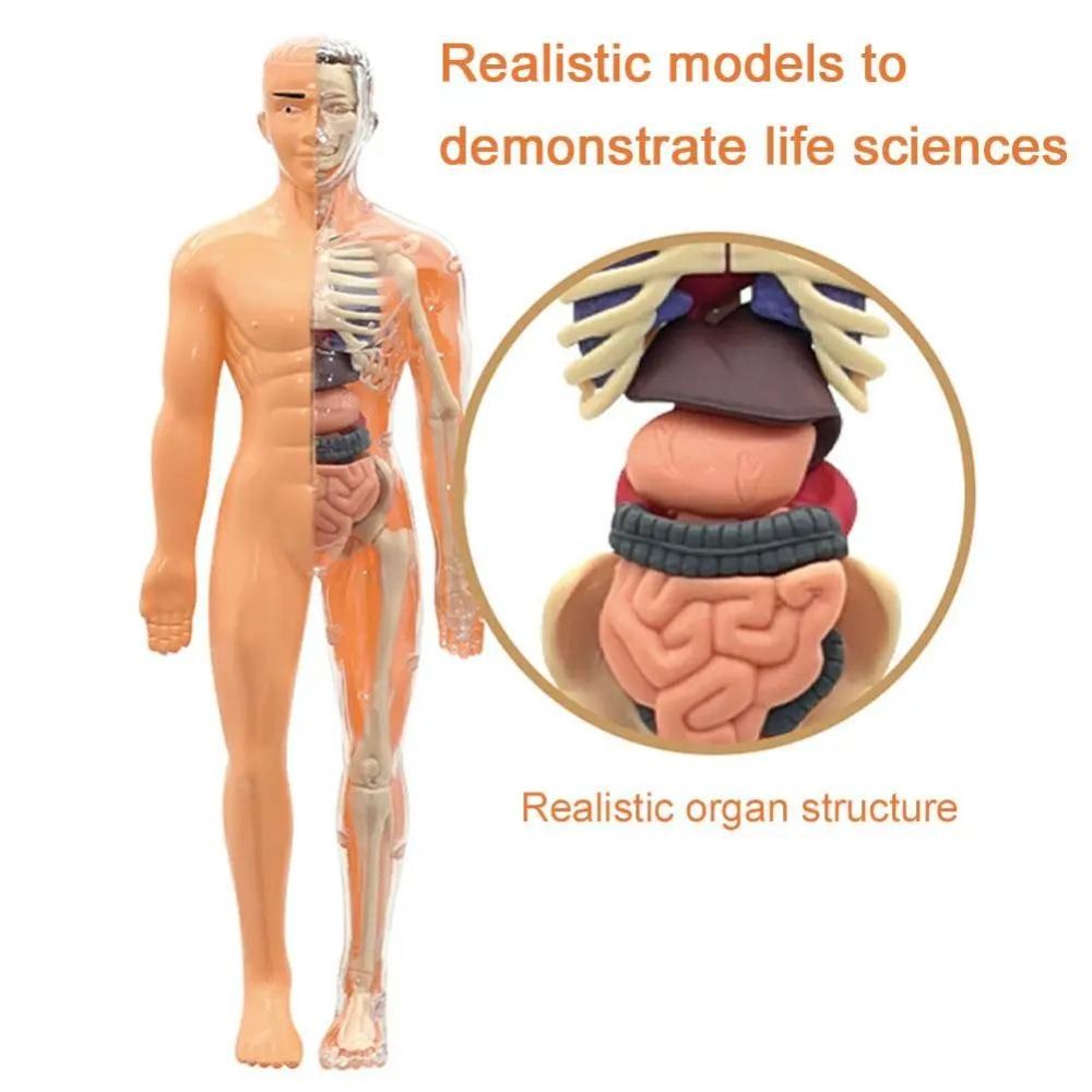 3D Human Body Anatomy Model Tw - Science Nature incelemesi ve fiyatı