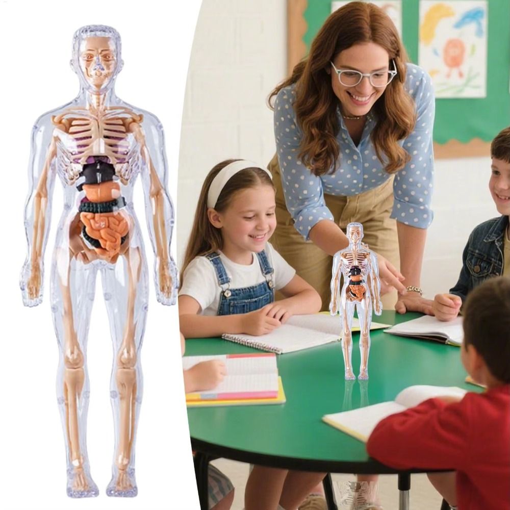 3D Human Body Anatomy Model Tw - Science Nature incelemesi ve fiyatı