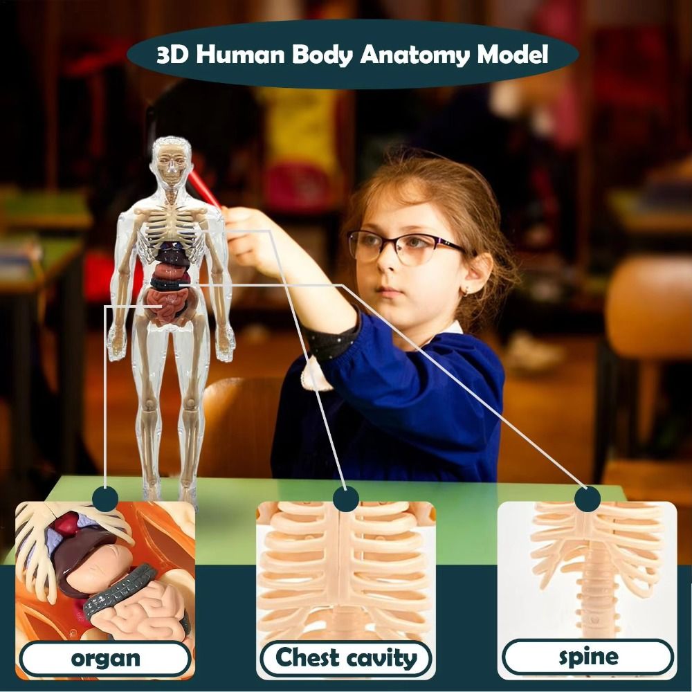 3D Human Body Anatomy Model Tw - Science Nature incelemesi ve fiyatı