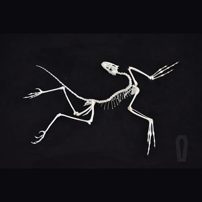 2120 Archaeopteryx Fossil Art  - Fossil Replica Display incelemesi ve fiyatı
