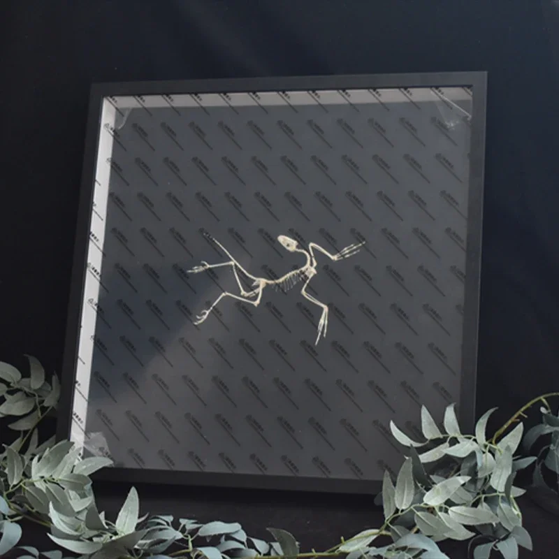 2120 Archaeopteryx Fossil Art  - Fossil Replica Display incelemesi ve fiyatı