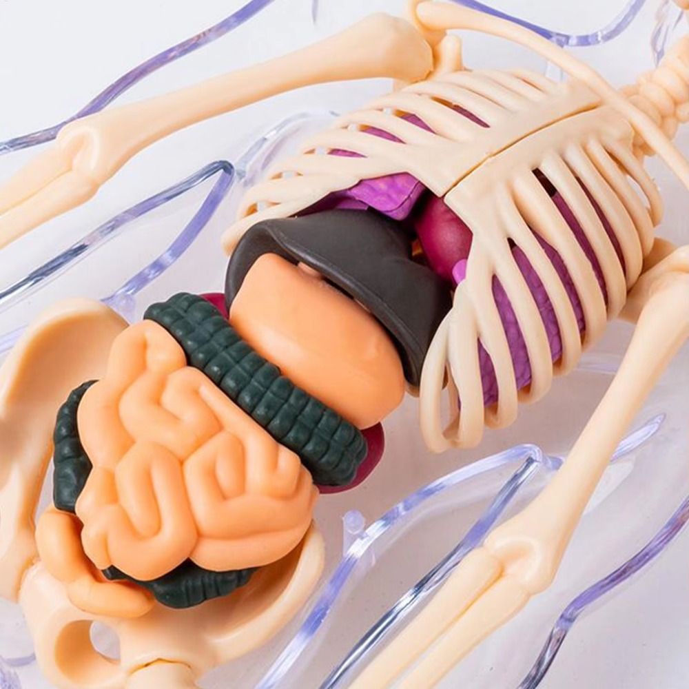 Plastics 3d Human Torso Model  - Science Nature incelemesi ve fiyatı