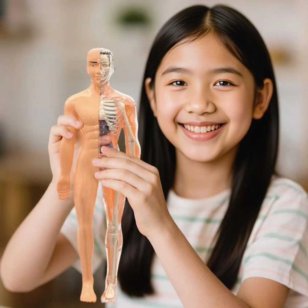 Plastics 3d Human Torso Model  - Science Nature incelemesi ve fiyatı
