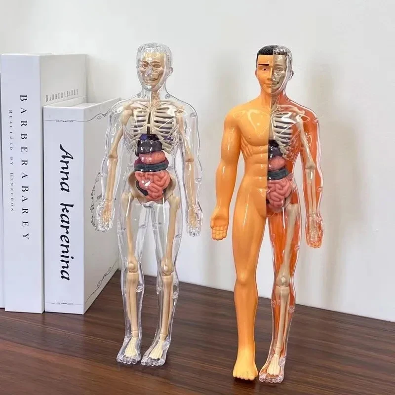 Human Body Torso Model Mannequ - Science Nature incelemesi ve fiyatı