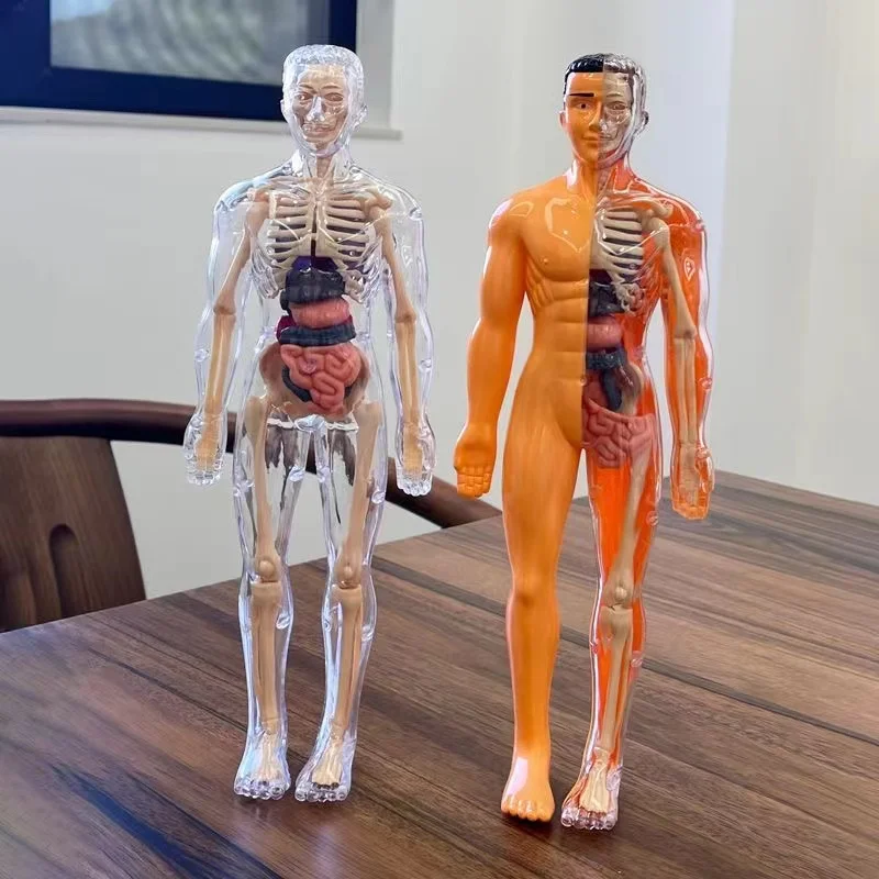 Human Body Torso Model Mannequ - Science Nature incelemesi ve fiyatı