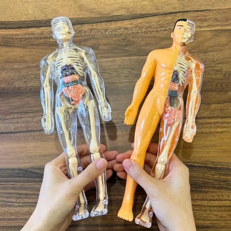 Human Body Torso Model Mannequ - Science Nature incelemesi ve fiyatı